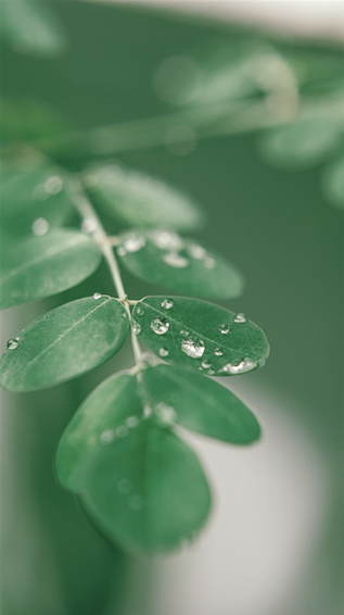 NOTRE GUIDE DES INGRÉDIENTS DE SOINS DE LA PEAU : TOUT CE QUE VOUS DEVEZ SAVOIR SUR L'HUILE DE MORINGA