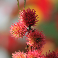 L’Huile de Ricin : Force, Densité et une bonne dose de Patience