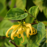 Ylang-Ylang : Tout savoir sur la « fleur des fleurs », le secret tropical pour sublimer peau et cheveux