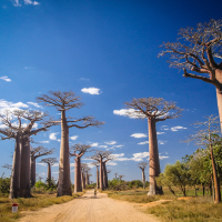 Pourquoi l’Huile de Baobab est le Nouveau Graal de la Beauté Holistique?