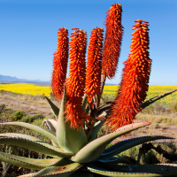 Aloe Ferox : Le géant sauvage d’Afrique du Sud plus puissant que l’Aloe Vera ?