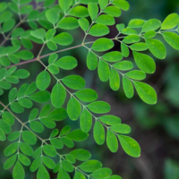 Huile de Moringa : Les Bienfaits de cet Ingrédient Ancestral pour une peau lumineuse